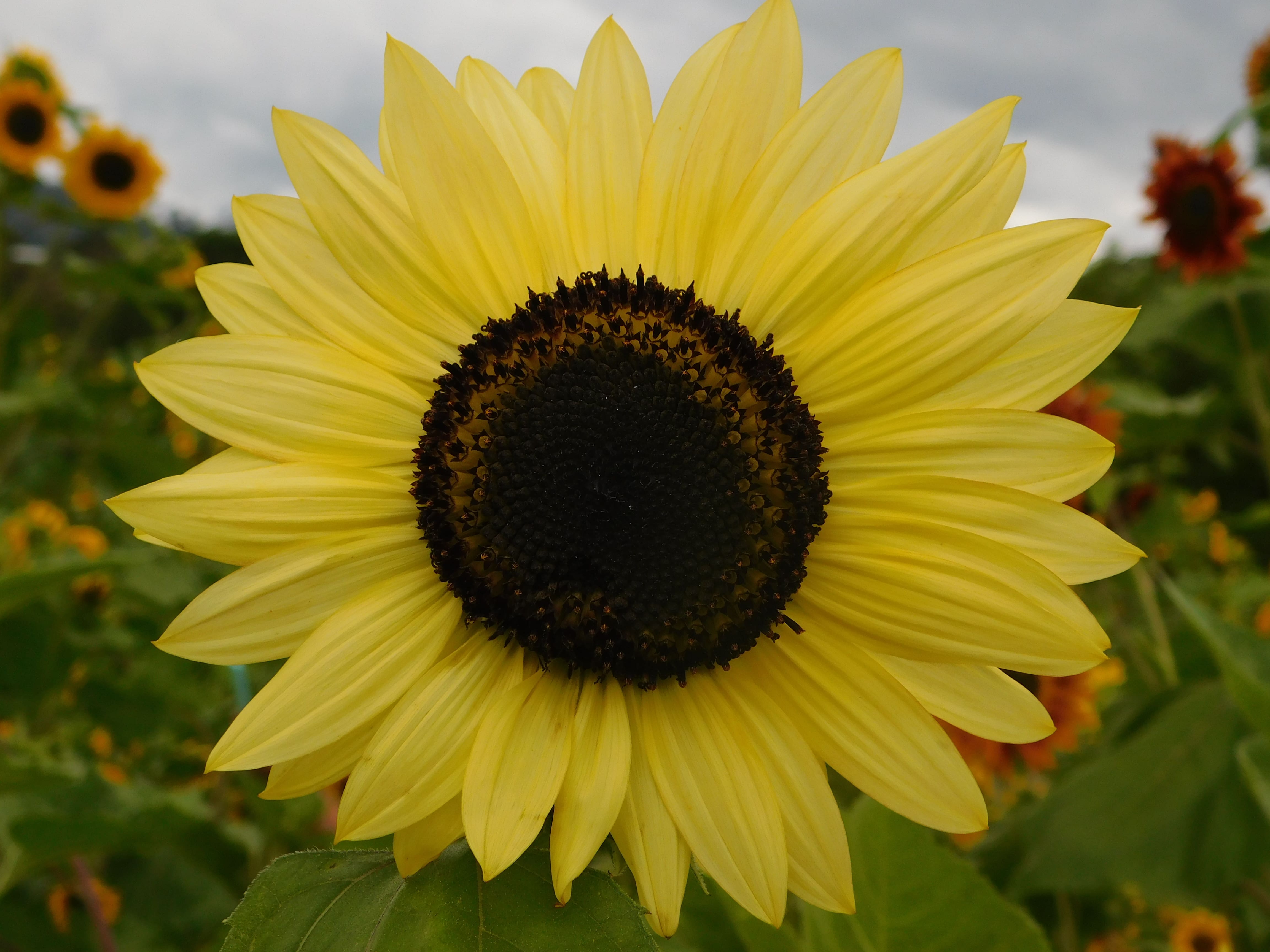 PASEO GIRASOLES